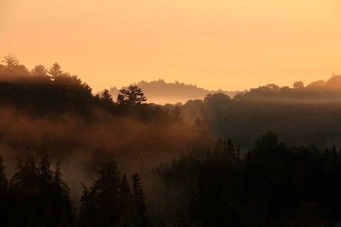 Sunrise over a forest