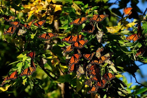 Monarch Butterflies (Danaus plexippus) resting during their migration from Canada to Mexico