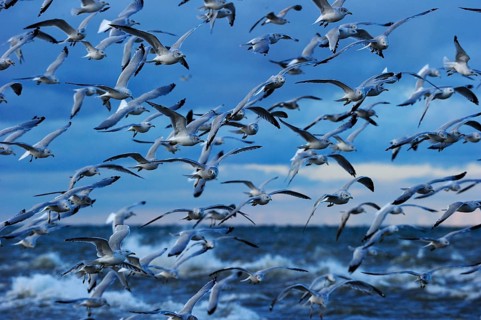 Flock of Ring-billed Gulls (Larus delawarensis) flying up