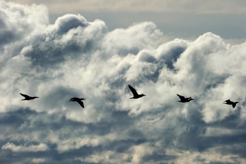 Great Black Cormorants (Phalacrocorax carbo) in flight