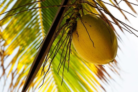 Coconut hanging from a Coconut Palm (Cocos nucifera)