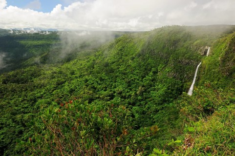 Jungle landscape