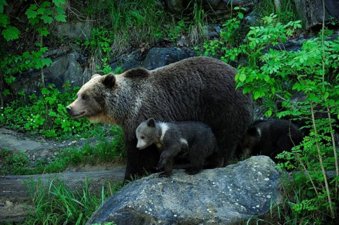 Brown Bear (Ursus arctos) with its cubs