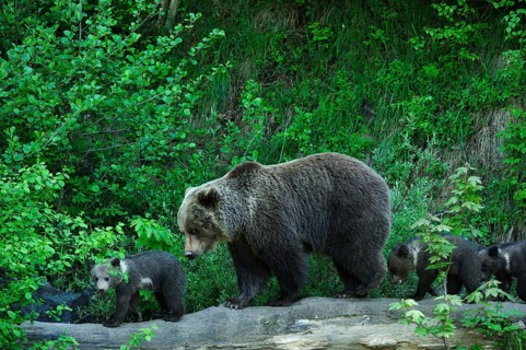 Brown Bear (Ursus arctos) exploring with its cubs