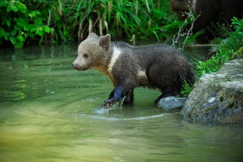 Brown Bear (Ursus arctos) cub