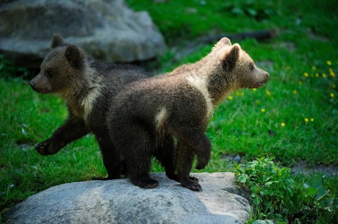 Two Brown Bears (Ursus arctos)