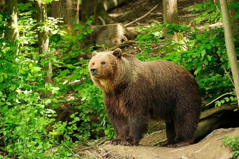 Brown Bear (Ursus arctos) standing in the woods in front of its den