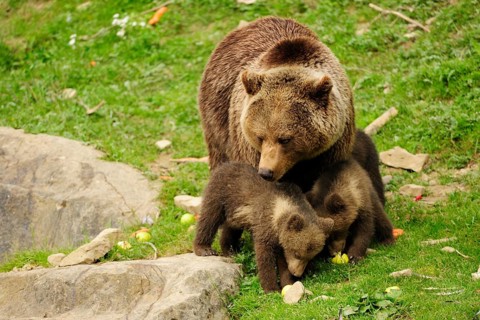 Brown Bear (Ursus arctos) looking at her two cubs