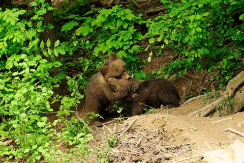 Brown Bears (Ursus arctos)
