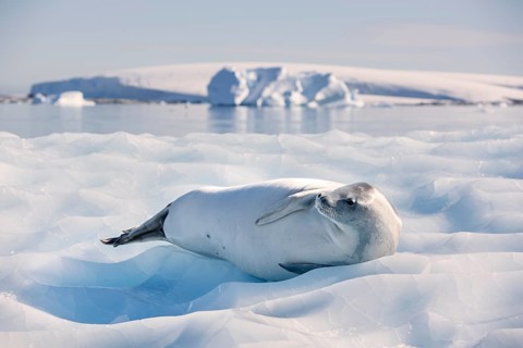 Leopard Seal (Hydrurga leptonyx) lying on an ice floe