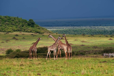 Herd of Giraffes (Giraffa camelopardalis) standing in front of an approaching storm
