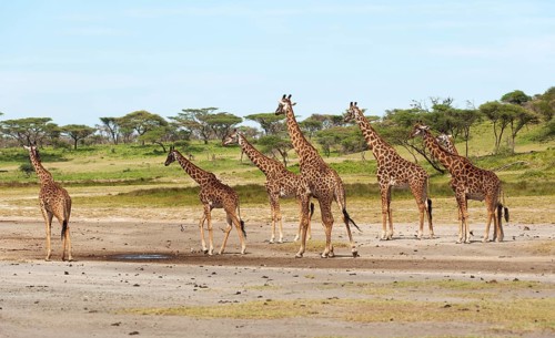 Herd of Giraffes (Giraffa camelopardalis) in front of an acacia tree forest