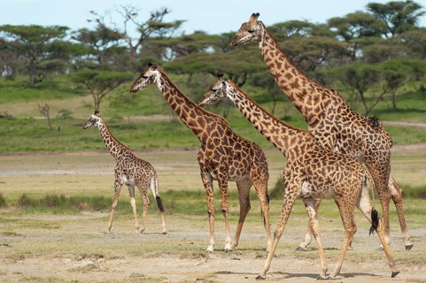 Herd of Giraffes (Giraffa camelopardalis) in front of an acacia tree forest