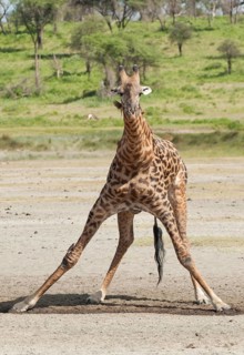 Giraffe (Giraffa camelopardalis) bending down awkwardly to drink