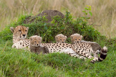 Cheetahs (Acinonyx jubatus)