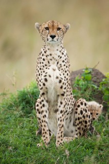 Cheetahs (Acinonyx jubatus)