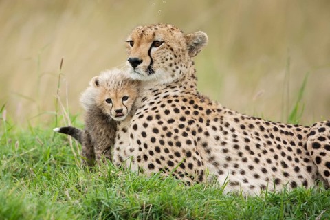 Cheetahs (Acinonyx jubatus)