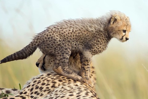 Cheetahs (Acinonyx jubatus)