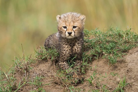 Cheetah (Acinonyx jubatus)
