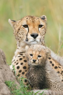 Cheetahs (Acinonyx jubatus)