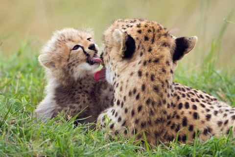 Cheetahs (Acinonyx jubatus)