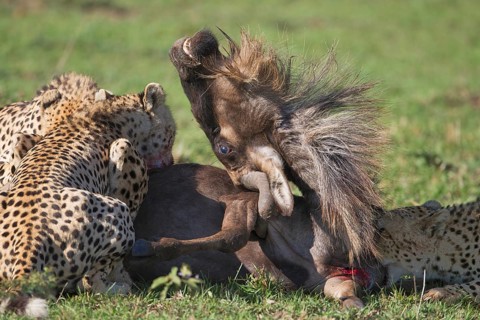 Cheetahs (Acinonyx jubatus) killing a Blue Wildebeest (Connochaetes taurinus)