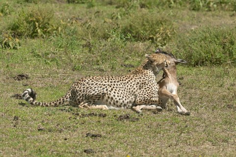 Cheetah (Acinonyx jubatus) killing a Blue Wildebeest (Connochaetes taurinus) calf by biting its throat