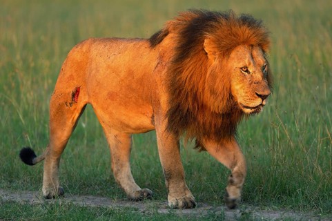 Lion (Panthera leo)