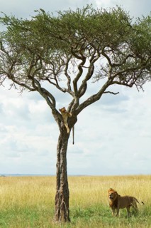 Lion (Panthera leo)