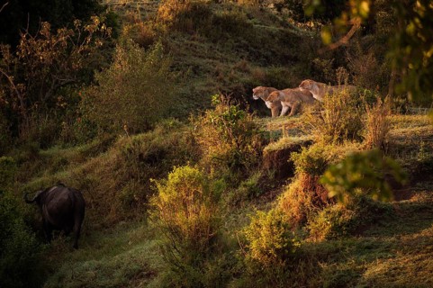 Three Lionesses (Panthera leo) pursuing a buffalo