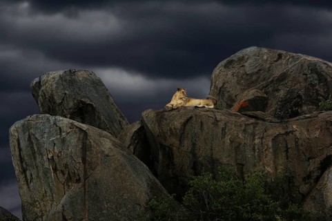 Lioness (Panthera leo) on a rock during a storm