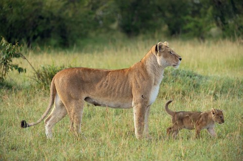 Lioness (Panthera Leo) with her lion cub in the morning light
