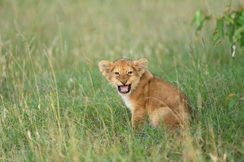 Lion (Panthera leo) cub crying out for its mother