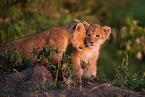 Lion cubs (Panthera leo) snuggling up to each other in the early morning light