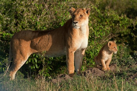 Lioness (Panthera Leo) with her lion cub in the morning light