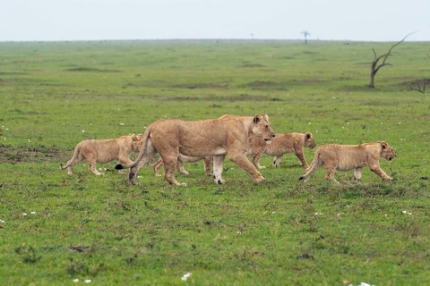 Lioness (Panthera Leo) with her four lion cubs