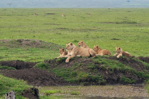 Lioness (Panthera Leo) with her four lion cubs at a waterhole