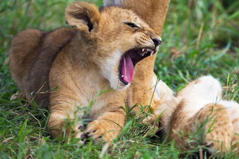 Lion (Panthera leo) cub