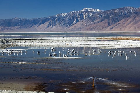 Birds in Owens Lake