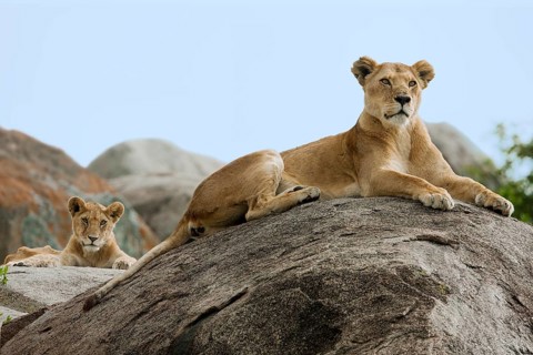 Lioness (Panthera leo) with a lion cub on a rock