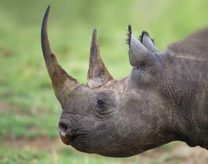 Black Rhinoceros (Diceros bicornis)