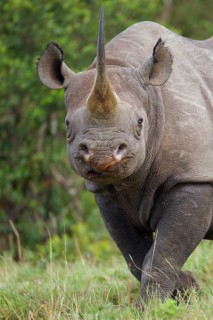 Black Rhinoceros (Diceros bicornis)