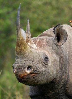 Black Rhinoceros (Diceros bicornis)