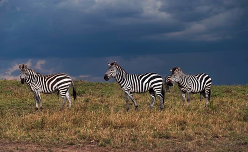 Grant's Zebras (Equus quagga boehmi) during a gathering storm