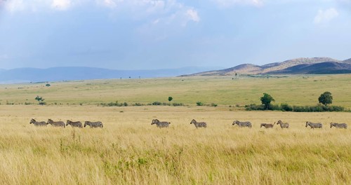 Grant's Zebras (Equus quagga boehmi)