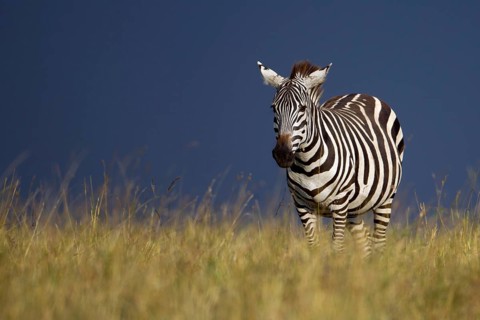 Grant's Zebra (Equus quagga boehmi) during a gathering storm