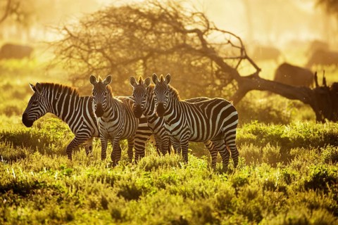 Grant's Zebras (Equus quagga boehmi) in the evening light