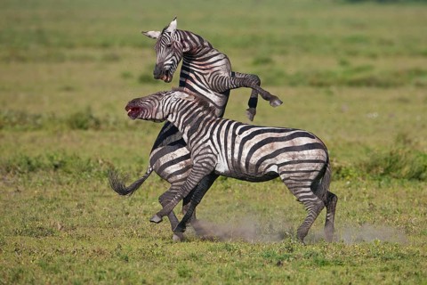 Grant's Zebras (Equus quagga boehmi)