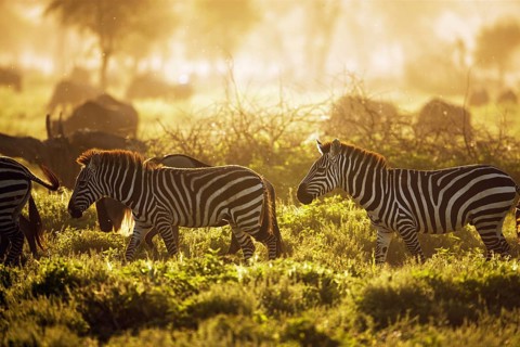 Grant's Zebras (Equus quagga boehmi) in the evening light