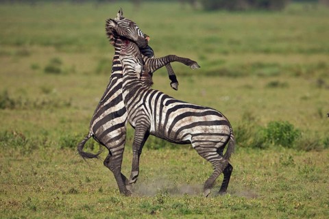 Grant's Zebras (Equus quagga boehmi)